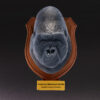 AHB-WA04-06-01 Animal Heavenly Body - World Encyclopedia of Animals Vol.4 Mountain Silverback Gorilla | Figure