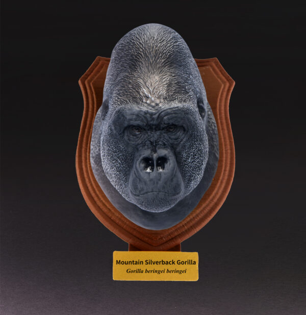 AHB-WA04-06-01 Animal Heavenly Body - World Encyclopedia of Animals Vol.4 Mountain Silverback Gorilla | Figure