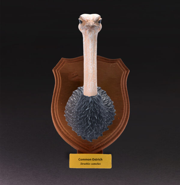AHB-WA04-07-01 Animal Heavenly Body - World Encyclopedia of Animals Vol.4 Common Ostrich | Figure